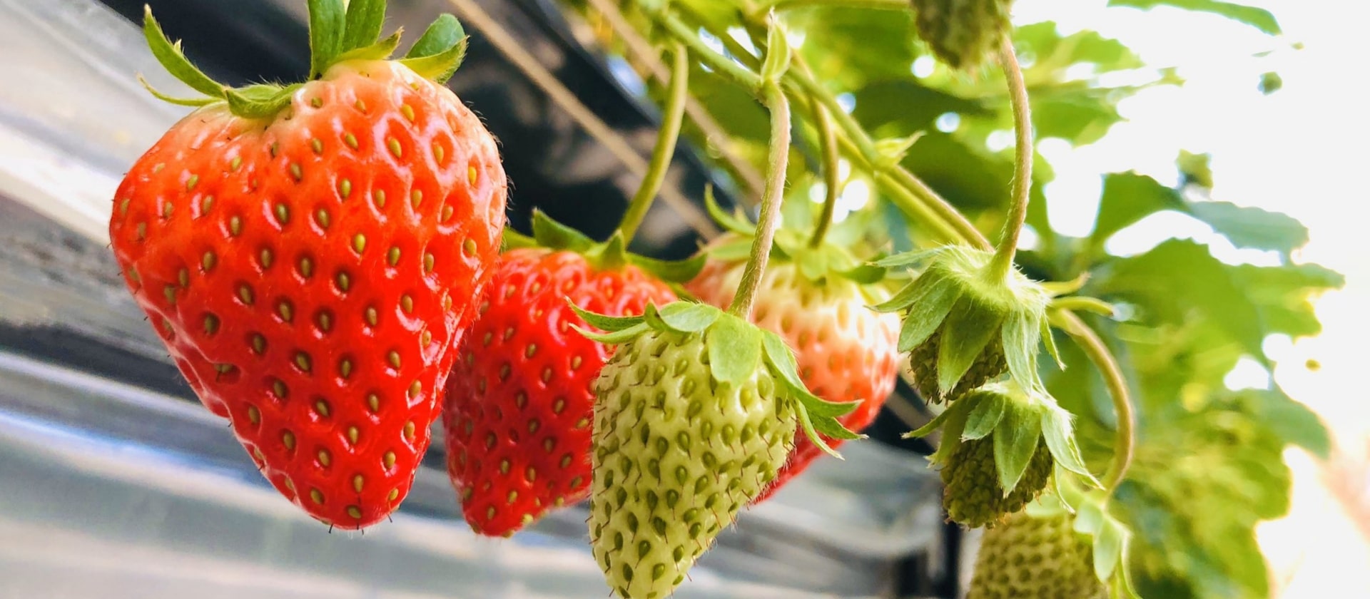 農事組合法人あるぺん村観光農園