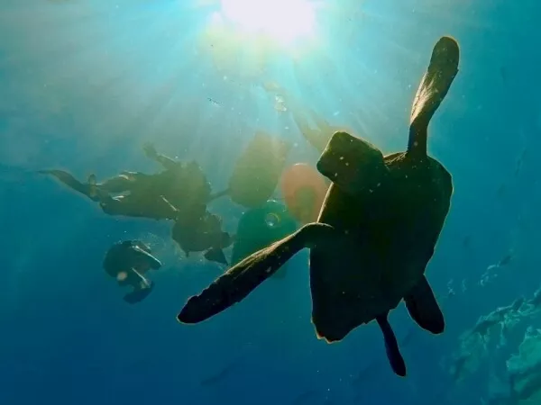 沖縄シュノーケリング・石垣島青の洞窟・シュノーケリング・ウミガメ