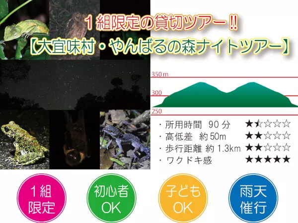 【大宜味村・やんばるの森ナイトツアー】沖縄｜貸切・子連れOK｜星空＆夜の生き物観察（1.5時間／少雨決行）｜１名参加対応