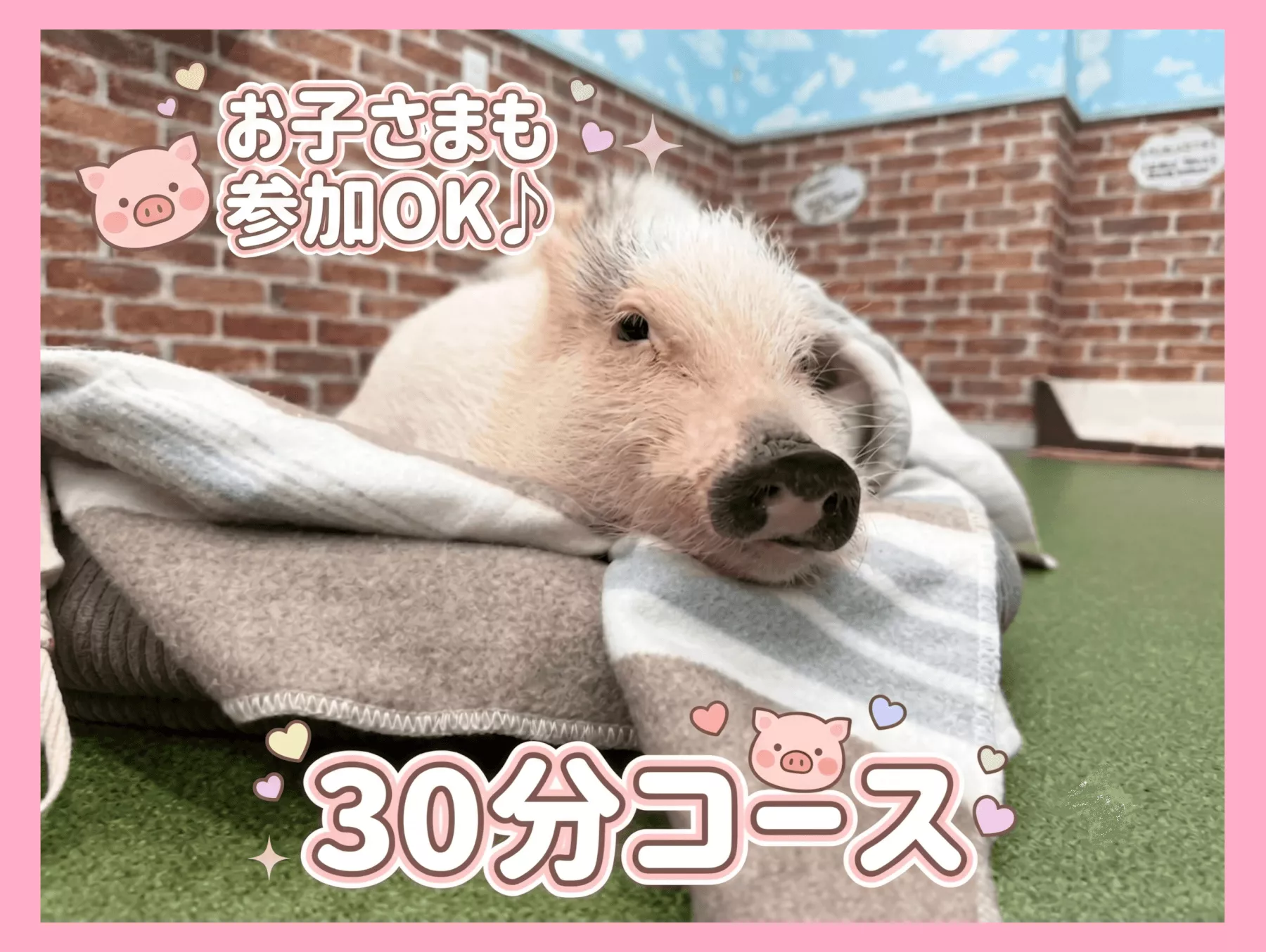 プラン一覧 | 1～3名様コース,4名様以上コースの予約 | マイクロブタ