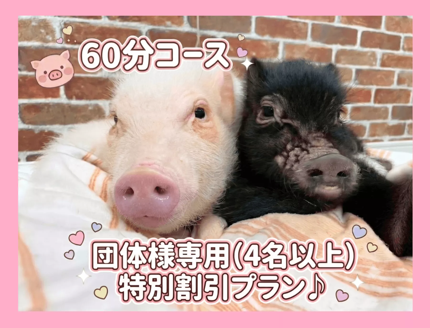 プラン一覧 | 1～3名様コース,4名様以上コースの予約 | マイクロブタ
