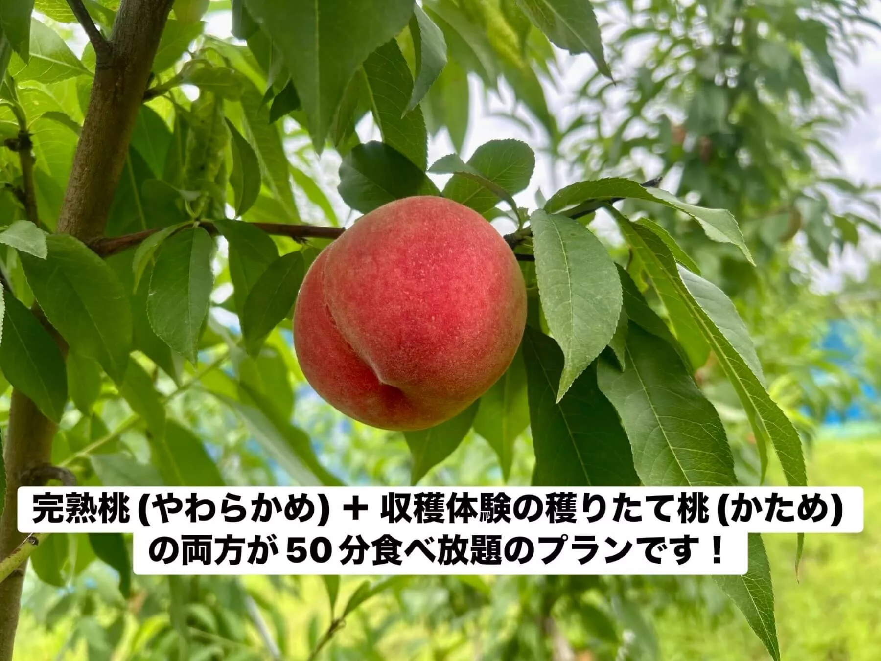 アグリーンパークしろさと桃の丘の完熟桃：枝に実った採れたての桃