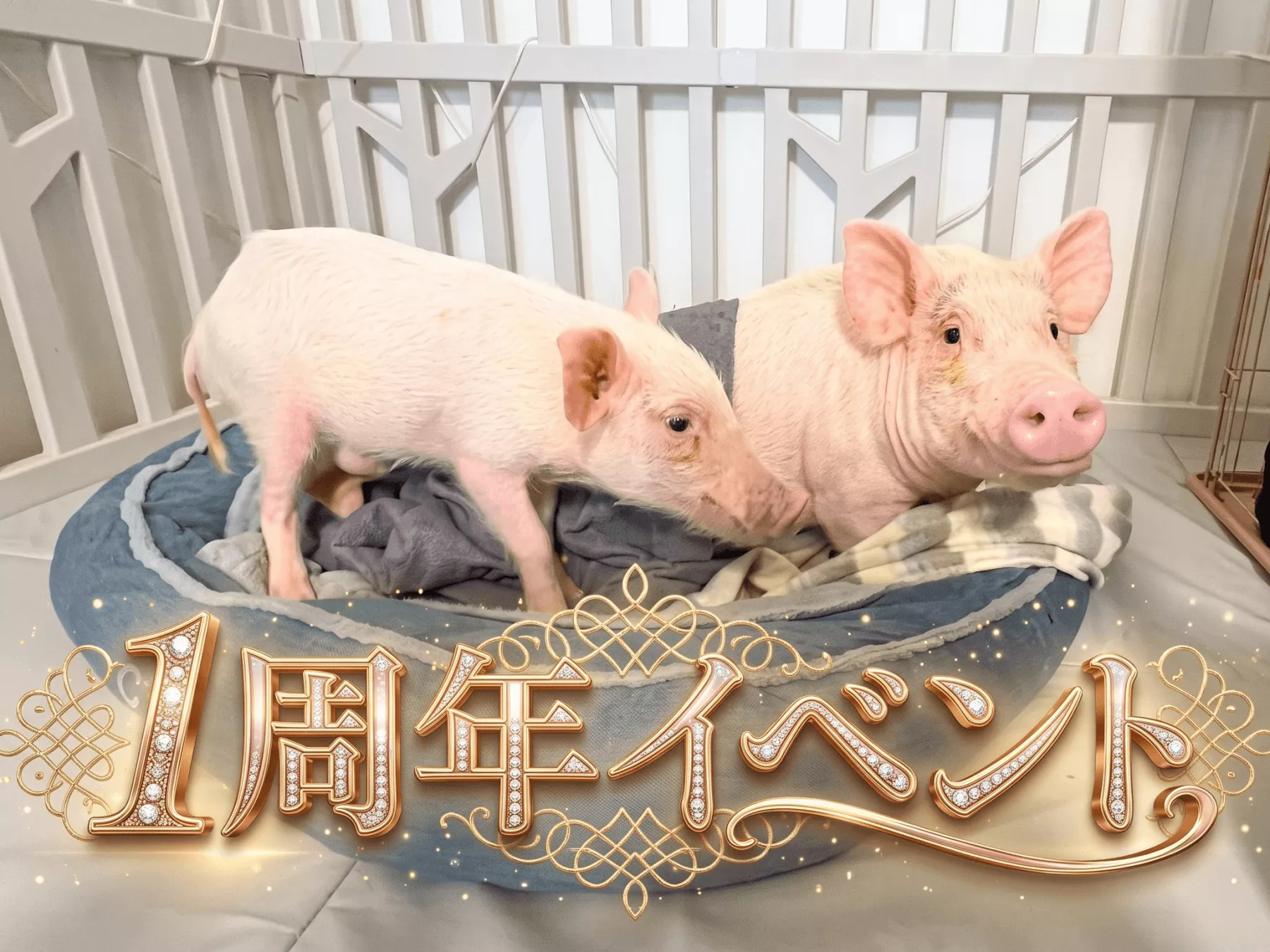 プラン一覧 | ☆豚小屋1周年記念プラン☆,1～3名様コース,4名様以上