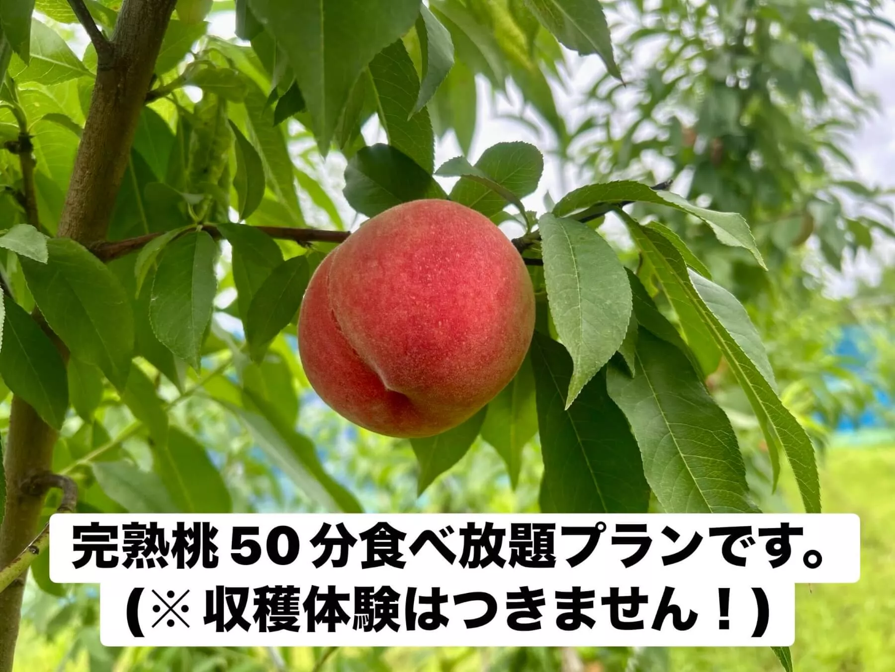 アグリーンパークしろさと桃の丘の完熟桃：枝に実った採れたての桃