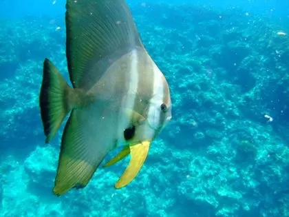 青の洞窟ダイビング2|マリントリップ沖縄