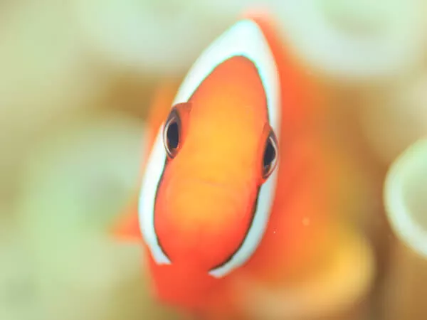 海のアイドルでおなじみのクマノミにあえるかも！サンゴを住処にする色とりどりのお魚たちに囲まれて非日常へトリップ！