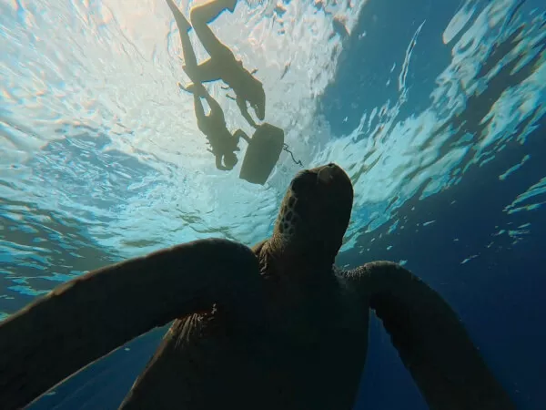 優雅に泳ぐウミガメ