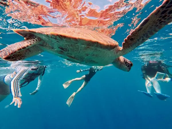 ウミガメちゃーん