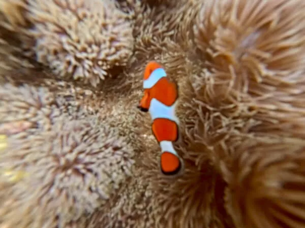 ニモも見れるよ～