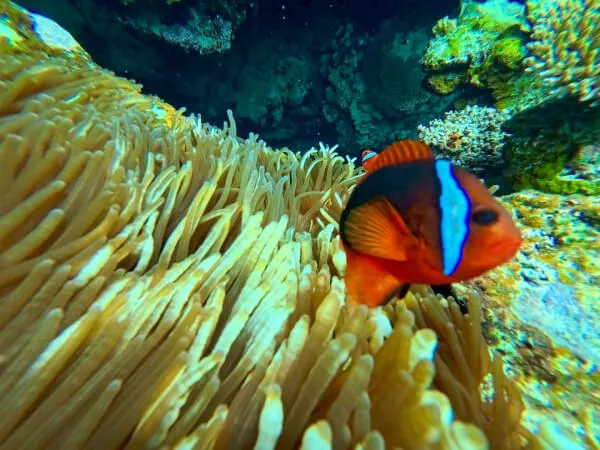 ハマクマノミもたくさんいたね