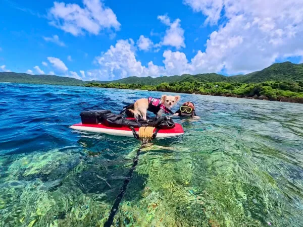 ワンちゃんも一緒に泳いだ～