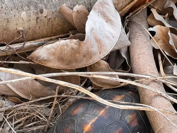 天然記念物　セマルハコガメ見っけ