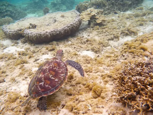 運が良ければ出会えます。