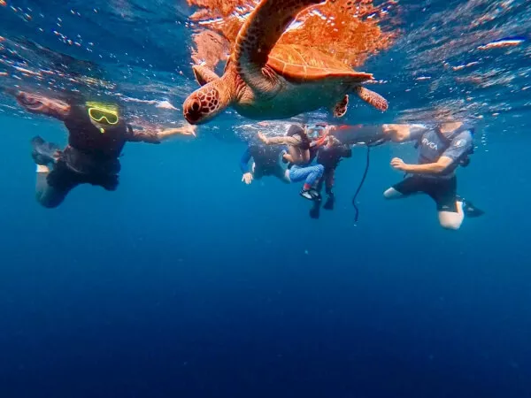 ウミガメとシュノーケリング