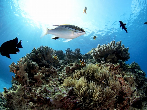 体験ダイビング