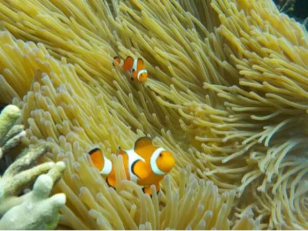 ニモがお出迎え！かわいい！！