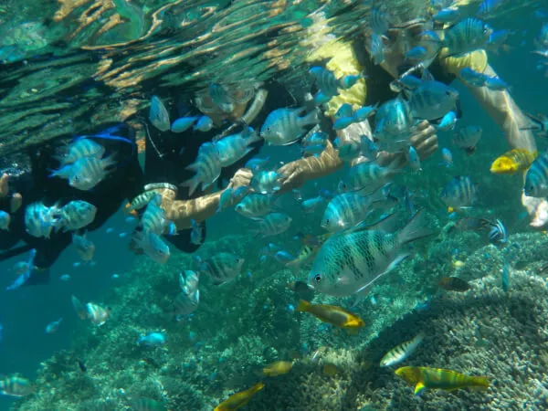 オリジナルポイント『フラワーガーデン』はお魚いっぱい！！