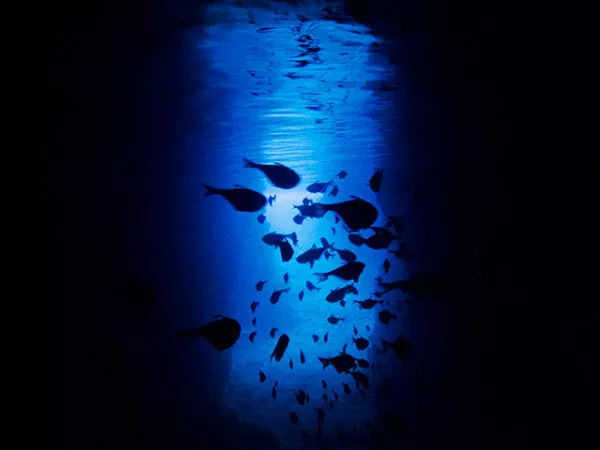 スカイウォーカー｜沖縄｜宜野湾｜パラセーリング＋青の洞窟スノーケル