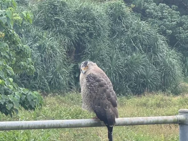 天然記念物　カンムリワシにも遭遇