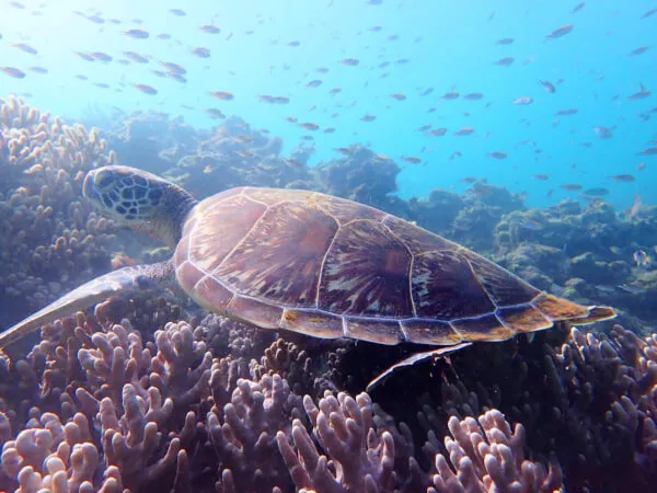 幻の島上陸+ウミガメ探索シュノーケル