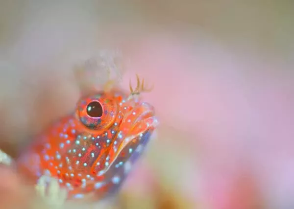 【神奈川・葉山・ダイビング】取得ライセンスでファンファイビング！！ 海の中へ水中生物を見に行こう 平日限定！葉山2ボートダイビング！！