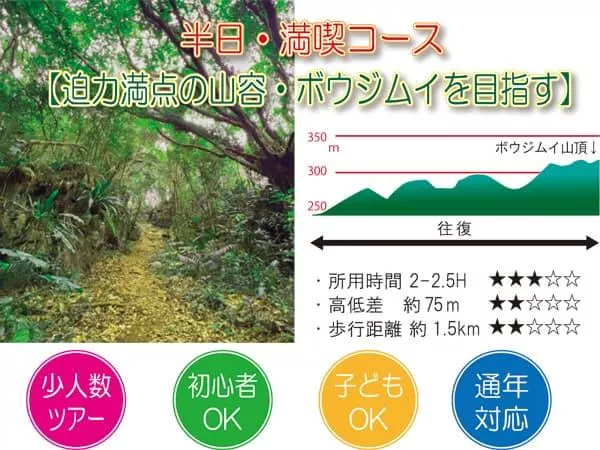 【迫力満点の山容・ボウジムイを目指す】世界自然遺産 やんばるの森 トレッキング エコツアー 半日・満喫コース２<初心者OK／子どもOK／少人数制／通年OK／１名参加対応>