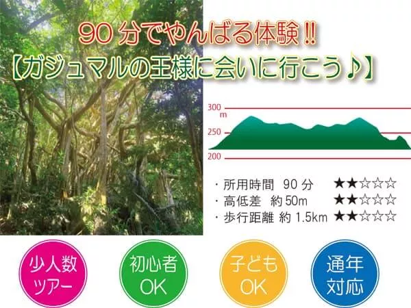 【ガジュマルの王様に会いに行こう♪】９０分でやんばる体験!! 世界自然遺産 やんばるの森 トレッキング エコツアー <初心者OK／子どもOK／少人数制／通年OK／１名参加対応>