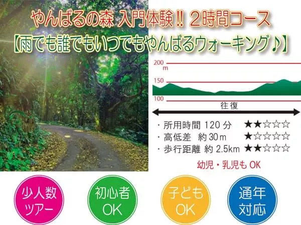 【雨でも誰でもいつでもやんばるウォーキング♪】２時間でどなたでも手軽にやんばるの森を楽しめるツアー。<初心者OK／幼児OK／少人数制／通年OK／雨天OK／１名参加対応>