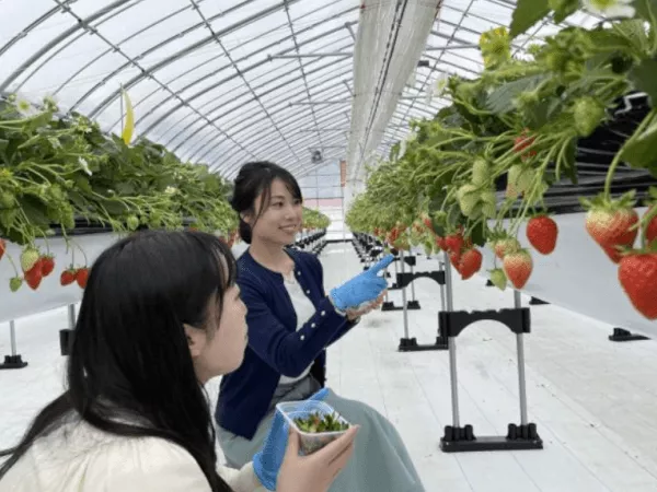 〈2026年〉【富山県・立山町】【いちご狩り♪】かおり野・紅ほっぺの2品種を40分間食べ放題！ふれあい牧場、食堂、ショップ有！ファミリー、女性、カップルにオススメ！