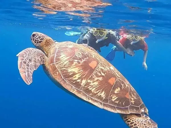 【完全貸し切りプラン】 青の洞窟＆星砂探し│高遭遇率ウミガメシュノーケリング  大人気のウミガメ99％高遭遇率のプライベートツアー！＜ 追加料金なし(1～6名様)／1日4便／竹富格安券＞