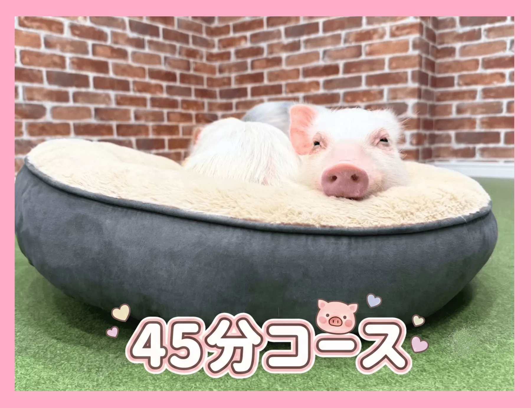 プラン一覧 | 1～3名様コース,4名様以上コースの予約 | マイクロブタ