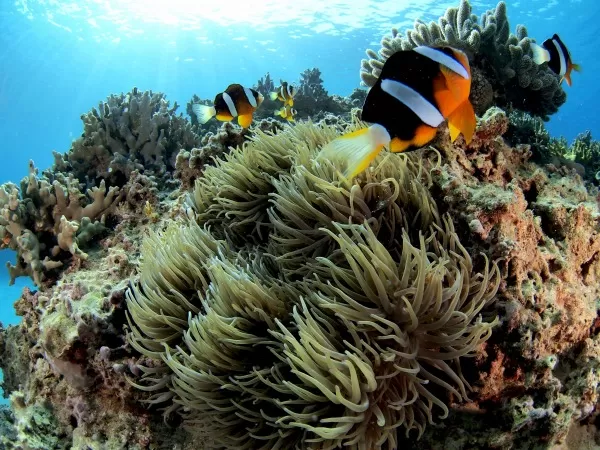 体験ダイビング