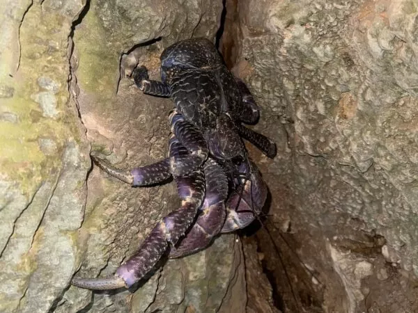 洞窟の中でヤシガニ発見！運が良ければ！