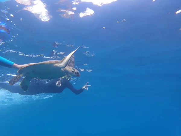 ウミガメ探索シュノーケルコース