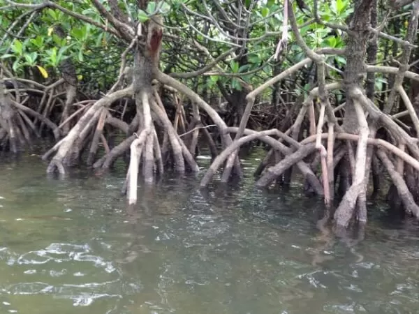 ヤエヤマヒルギ