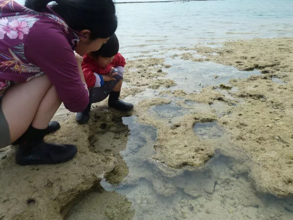 【沖縄本島南部　２歳～OK】自然豊かな天然海岸で磯場自然探検観察コース