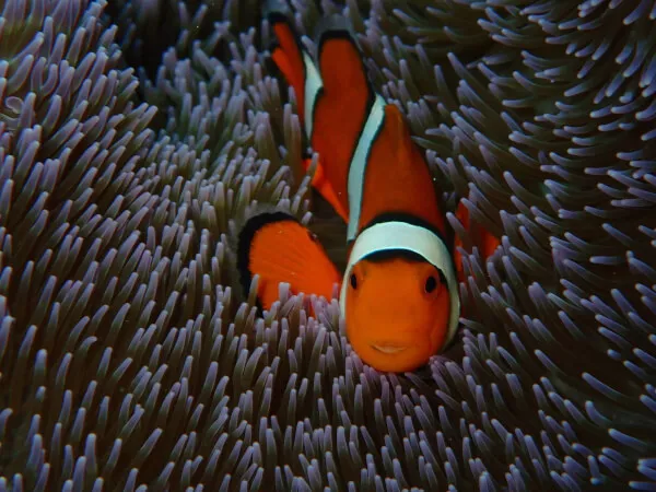 青の洞窟&クマノミ&ウミガメ探索シュノーケルコース