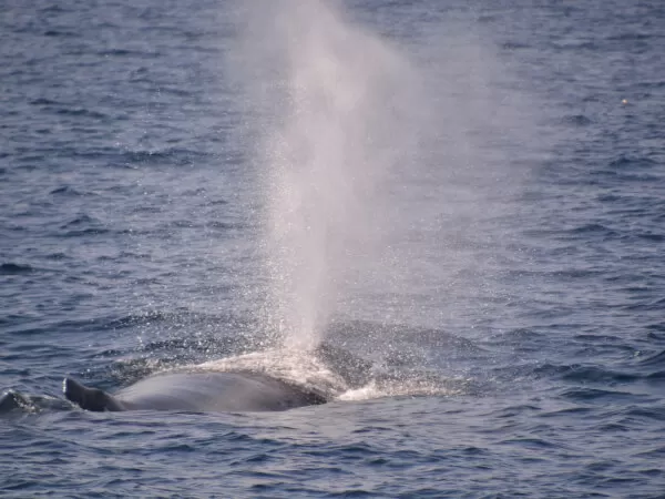 那覇発｜ホエールウォッチング｜Sea World｜シーワールド3