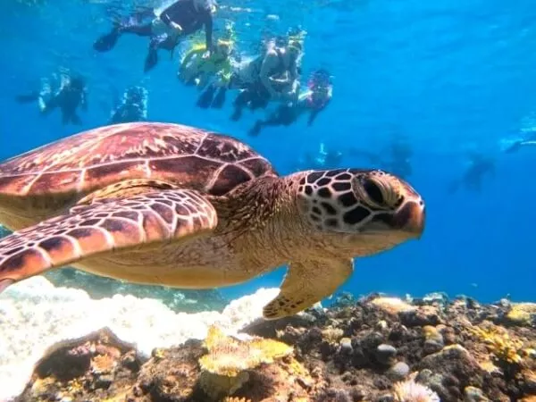 幻の島上陸＋青の洞窟探検＆シュノーケリング・seachan石垣島（シーチャン）4