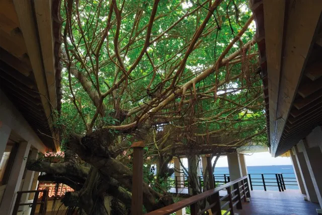 中庭「小さな森」