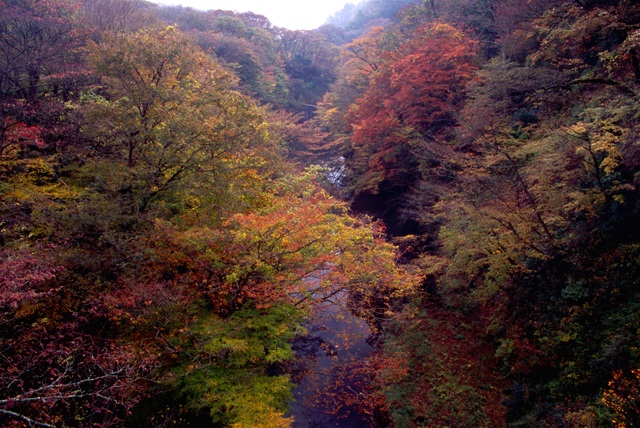 箱根紅葉