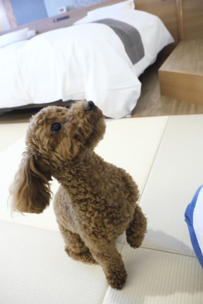 ワンちゃんルーム 和洋特別室 61m² (川側/禁煙) 客室の設備とサービス0 | 観月苑