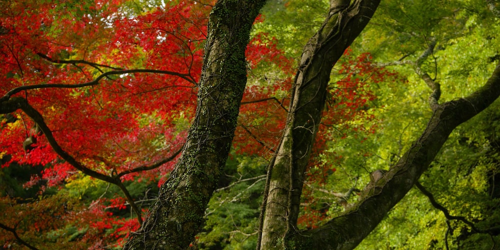 [紅葉]和室 禁煙 半露天風呂(3名宿泊時は布団追加) 部屋からの景観0 | BOSCAGE kariya