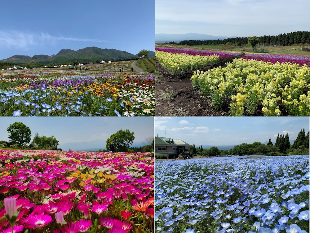 観光スポット1 | くじゅう花公園キャンピングリゾート花と星