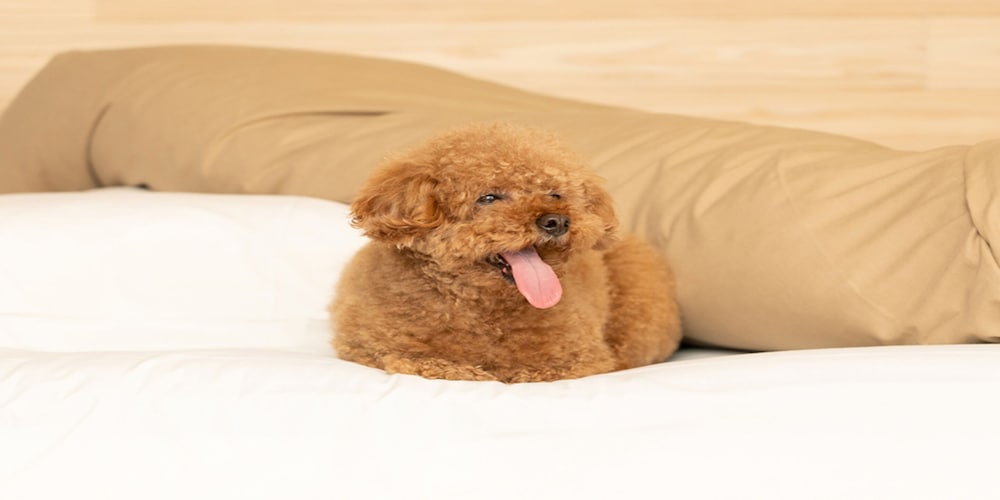 ラグジュアリー コテージ (ゆた〜と温泉券 付) 客室1 | ステラスポーツ