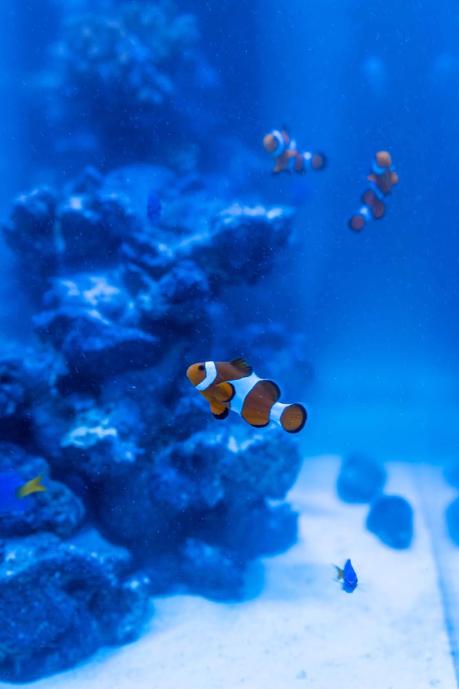 デザイン ハウス 客室69 | ジャパビスタ アクア