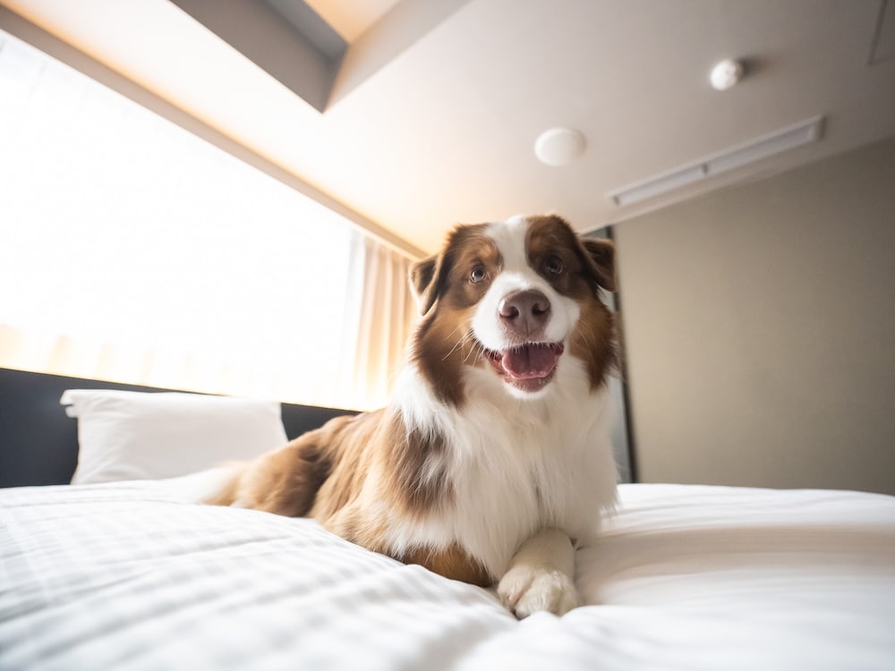 [Dog Friendly] スーペリア ツイン 禁煙 客室4 | hotel anddoggy京都二条