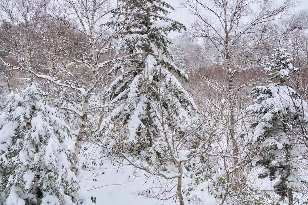 ベーシック ツインルーム ガーデンビュー 別館 客室4 | 石の湯ロッジ