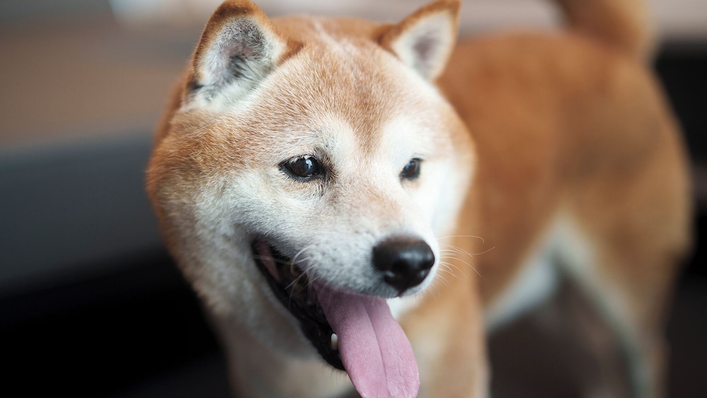 ラグジュアリー スイート バルコニー ガーデンビュー 客室12 | DOG HOTEL SHIRAHAMA