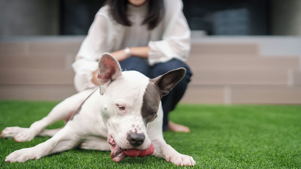 エグゼクティブ スイート 客室34 | DOG HOTEL SHIRAHAMA